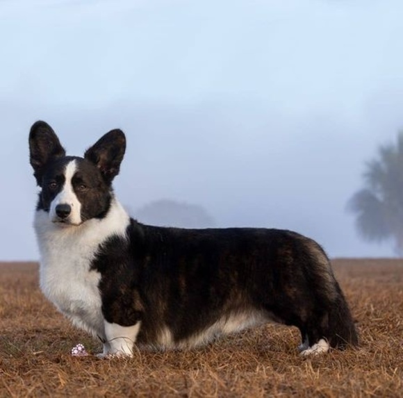 Meet your Posher, M'kayla - Picture 1 of 1